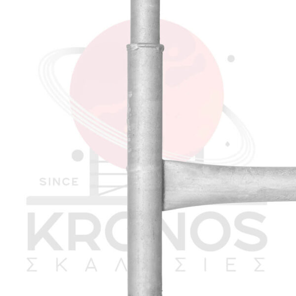 Plaisio1mStenoProsops3